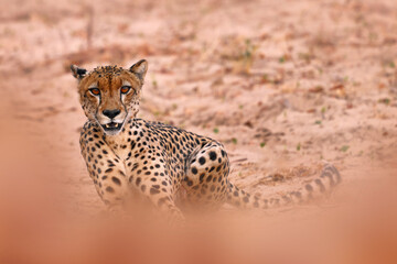 Cheetah, Acinonyx jubatus, walking wild cat. Fastest mammal on the land, Botswana, Africa. Cheetah on gravel road, face to face portrait. Spotted wild cat in nature habitat, Okavango delta