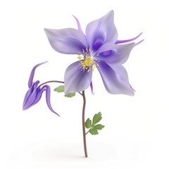 Delicate, light purple columbine flower with buds and leaves.