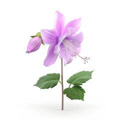 Light purple flower with buds and leaves, isolated on white.