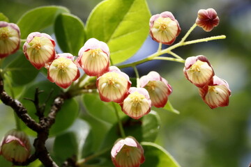 可愛く咲いているサラサドウダン