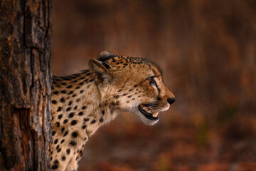 Cheetah, Acinonyx jubatus, walking wild cat. Fastest mammal on the land, Botswana, Africa. Cheetah on gravel road, face to face portrait. Spotted wild cat in nature habitat, Okavango delta