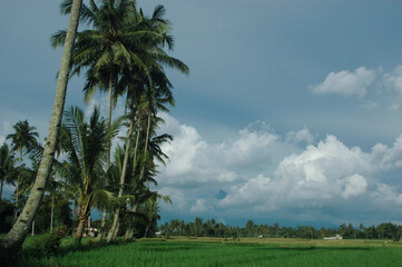 Peaceful tropical landscape with tall palm trees and verdant green rice fields in countryside,  showcasing a vibrant and serene natural environment with scenic beauty under a cloudy sky.