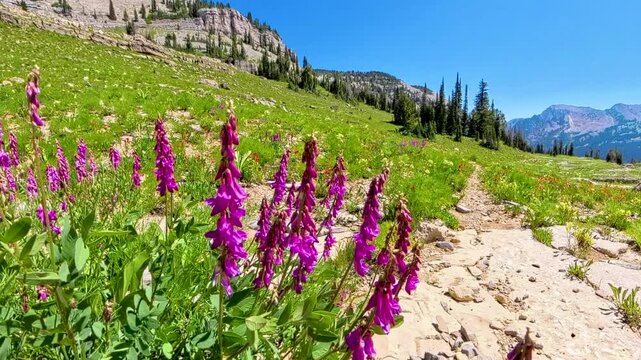 Pink Penstemon in Breeze In Grand Teton National Park