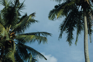 Tall palm trees stretch against a bright sky, showcasing slender trunks and vibrant green fronds under sunlight. The image highlights a tropical and serene outdoor atmosphere