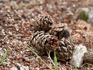 pine cones on the floor