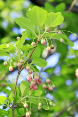 可愛く咲いているサラサドウダン