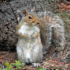 eastern gray squirrel ,Sciurus carolinensis