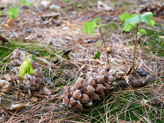 pine cones on the floor
