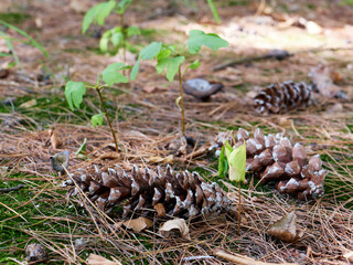 pine cones on the floor