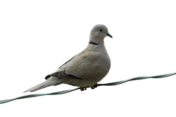 Freigestellte Taube auf einen Draht sitzend.