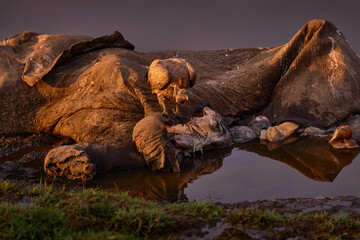 Vulture on elephant carcassin the river. Bird behaviour in Chobe River in Botswana. Vultures with bull carcass. White-backed vulture, Gyps africanus, in nature habitat. Dead animal bone with vulture.