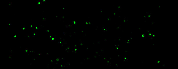 Panoramic blurred green fire embers sparks on black background . Texture isolated overlays. Concept of particles, sparkles, flame and light.