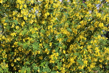 Arbuste genêt jaune en fleurs