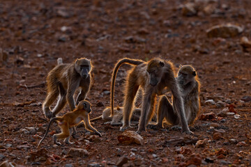 Chacma baboon, Papio ursinus, monkey from Moremi, Okavango delta, Botswana. Monkey feeding fruits in green vegetaton. Wildlife nature in Africa. Wild mammal nature. Sunset, Africa orange back light. © ondrejprosicky