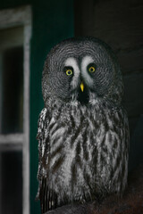 Great Grey Owl sitting by a window near a house