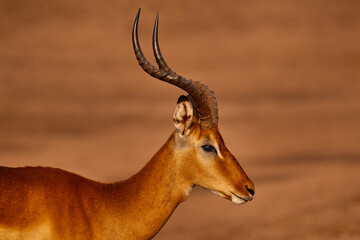 Antelope portrait. Antelope in the grass savannah, Okavango South Africa. Impala in golden grass. Beautiful impala in the grass with evening sun. Animal in the nature habitat. Sunset Africa wildlife.