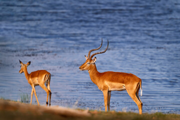 Antelope water portrait. Antelope in the grass savannah, Okavango South Africa. Impala in golden grass. Beautiful impala in grass with evening sun. Animal in nature habitat. Sunset Africa wildlife.