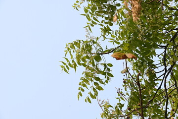 Azadirachta indica tree.
 It's other names Neem, nimtree or Indian lilac. Its fruits are the source of neem oil. many aruvedic medicines are made from its leaves, flower, seeds and bark.