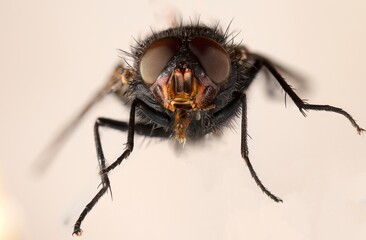 Macro Close-Up of a Bluebottle Flys Head , Calliphora vomitoria with Detailed Compound Eyes and Bristly Features