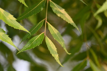 Azadirachta indica tree.
 It's other names Neem,&nbsp;nimtree&nbsp;or&nbsp;Indian lilac. Its fruits are the source of&nbsp;neem oil. many aruvedic medicines are made from its leaves, flower, seeds and bark.