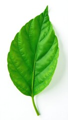 Obraz premium Green leaf isolated on white background with subtle texture, nature, herbaceous