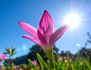 Fototapeta premium pink flower stands tall against clear blue sky, illuminated by bright sun. petals are delicate and radiant, creating beautiful contrast with lush green background