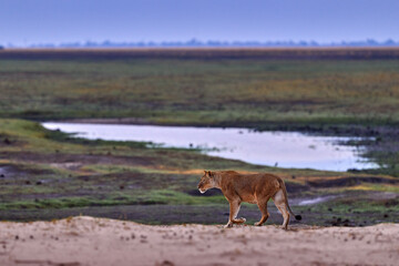 Lion on the coast Chobe River in Botswana. First rain in nature, wildlife. Lion walk in the sand, landscape photography with wild cat.