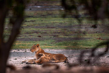 Chobe River wildlife. Lions family pack, maother and two young cubs, Botswana in Afica. Big cats...