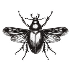 Vintage beetle with wings spread, mystical insect in bold black ink style, old sketch engraving, trendy vintage art, detailed beetle illustration, antique insect artwork, classic etching