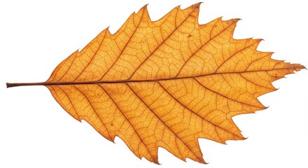 Fototapeta premium Detailed close up of an autumnal oak leaf with intricate veins and serrated edges showing fall season colors and textures against a clean white backdrop