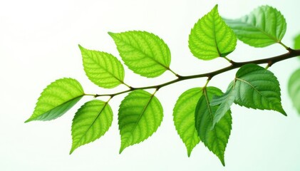 Leafy branches with delicate veins isolated on white background, botanical, branch