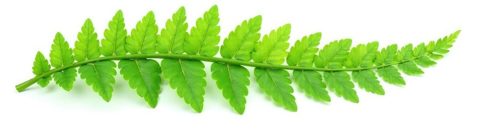 Obraz premium Leafy green fern isolated on white background, textures, details, background