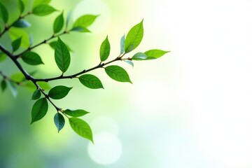 Obraz premium Long and thin branches with leaves in a white environment, branches, greenery