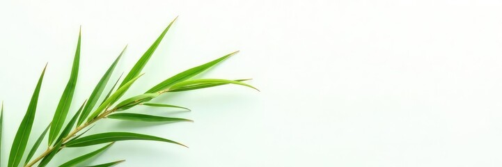 Obraz premium Single stem of long grass on white background, leafy, foliage, botanical