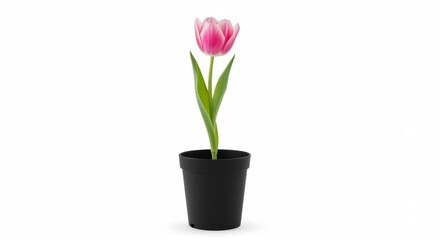 Naklejka premium Pink tulip flower in a black flowerpot isolated on a white background providing a fresh and optimistic springtime feel for home decor and gifting