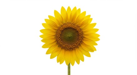 Fototapeta premium Vibrant sunflower blossom with striking details against a clean white background showcasing summer beauty and sunny botanical elegance