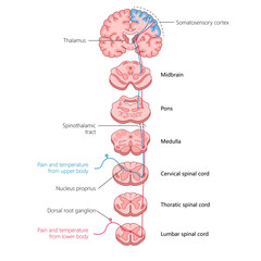 Obraz premium tracing the spinothalamic tract, showing how pain and temperature signals travel from the body through the spinal cord to the brain diagram hand drawn schematic vector. Medical science educational