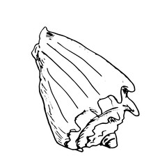 Strombus clam shell, black and white ink sketch.Vector illustration. Beige spiral shell of the underwater world of the ocean, isolated on a white background. For marine design and marine-style decor.