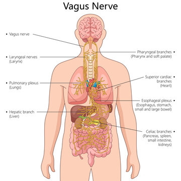 vagus nerve and its branches, connecting the brain to vital organs like the heart, lungs, and intestines diagram hand drawn schematic vector illustration. Medical science educational illustration