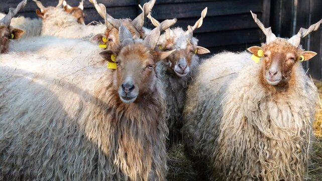 Fluffy Hungarian Racka sheep standing together, showcasing their twisted horns and woolly coats