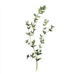 Realistic watercolor herb shimmers with natural beauty