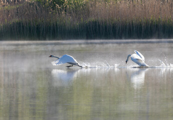 Mute swan, Cygnus olor. A bird chases a rival out of its territory