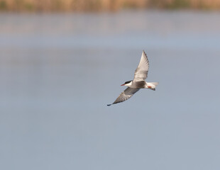 Whiskered tern, Chlidonias hybrida. A bird flies over the river