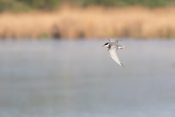 Whiskered tern, Chlidonias hybrida. A bird flies over the river