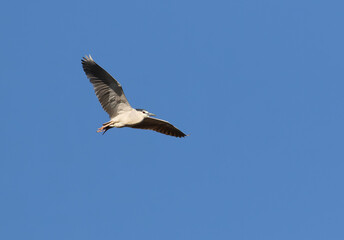 Black-crowned night heron, Nycticorax nycticorax. A bird flies over the river against the blue sky