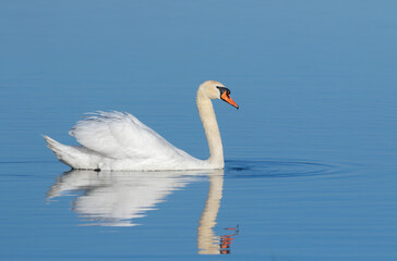 Mute swan, Cygnus olor. Early in the morning, a beautiful bird floats down the river