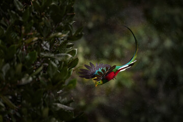 Flying Resplendent Quetzal, Pharomachrus mocinno, Costa Rica, with green forest in background. Magnificent sacred green and red bird. Action flight moment with Quetzal, beautiful exotic tropic bird.
