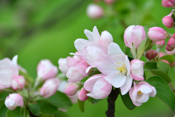 Close-up of Delicate Pink Apple Blossoms in Spring