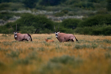 Family with young. Central Kalahari wildlife. Beautiful iconic gemsbok antelope from Botswana,...