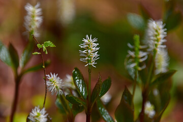 ブラシのような形をしたヒトリシズカの花